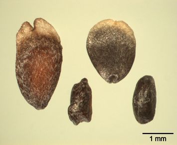 Vorschaubild Amaranth-ähnliches Axyris